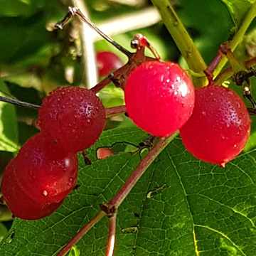 Spiritueel, vertrouwenspersoon, vraagbaak, orakel